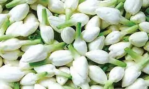 மதுரை மல்லிகை விலை கிடு,கிடு உயர்வு- கிலோ ரூ.1500-க்கு விற்பனை