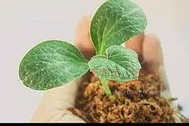 உழவன் செயலி மூலம் மரக்கன்றுகளை விவசாயிகள் பெறலாம்