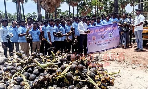 திருச்செந்தூர் பகுதியில் பனை விதைகள் சேகரிப்பு