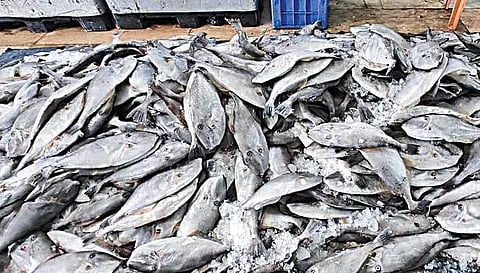 காசிமேடு மீனவர்கள் வலையில் சிக்கிய அபூர்வ வகை 'செருப்பு' மீன்கள் - ரூ.30 கோடிக்கு ஏற்றுமதி