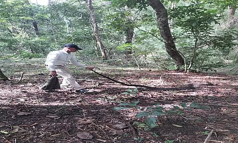 மூடிகெரேயில் காபி தோட்டத்தில் ராஜநாகம் பிடிபட்டது