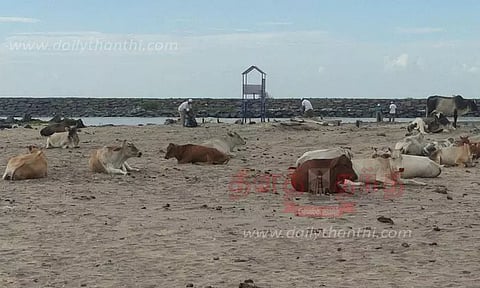 கடற்கரையில் சுற்றித்திரியும் கால்நடைகள்