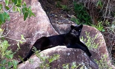 மருதமலை வனப்பகுதியில் கருஞ்சிறுத்தை நடமாட்டம்