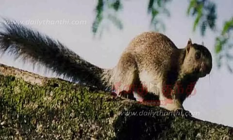 சாம்பல் நிற அணில்கள் எண்ணிக்கை அதிகரிப்பு