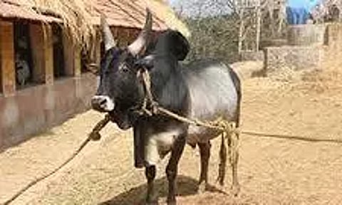 அந்தியூர் கால்நடை சந்தையில் கொங்கு காளை மாடு ஜோடிரூ.2 லட்சத்துக்கு விற்பனை