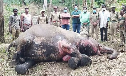 கர்ப்பிணி யானை உயிரிழப்பு