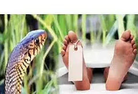 பாம்பு கடித்து சிறுவன் பலி