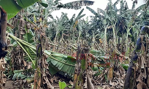 வாழைமரங்கள் சாய்ந்தன