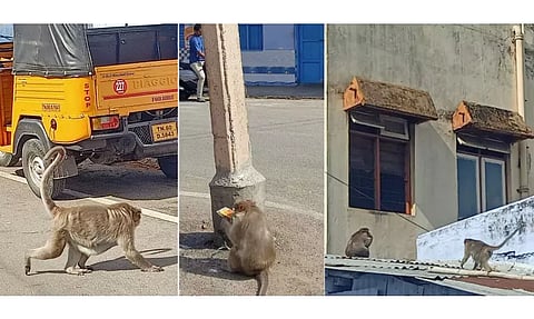 தேனி கிழக்கு சந்தை பகுதியில்அட்டகாசம் செய்யும் குரங்குகள்:கூண்டு வைத்து பிடிக்க நடவடிக்கை எடுக்கப்படுமா?