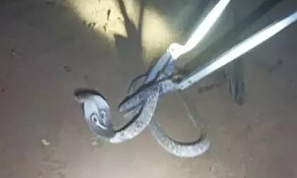 கோழி கூண்டுக்குள் புகுந்த விஷப்பாம்பு