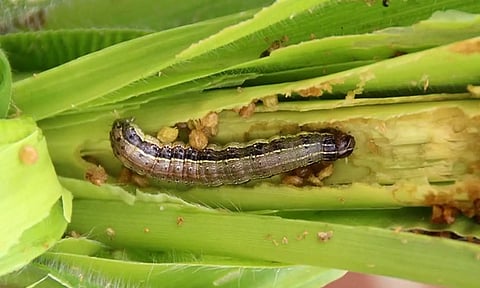 மக்காச்சோளத்தில் படைப்புழுவை கட்டுப்படுத்தும் வழிமுறைகள்