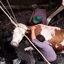 கழிவுநீர் தொட்டியில் விழுந்த பசுமாடு உயிருடன் மீட்பு