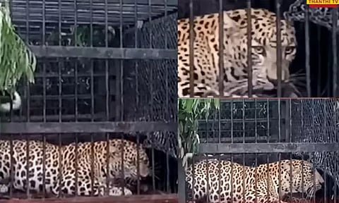 திருப்பதி மலைப்பாதை அருகே வனத்துறை வைத்த கூண்டில் மேலும் ஒரு சிறுத்தை சிக்கியது...!