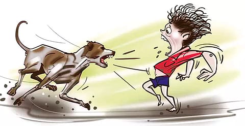 வெறி நாய் கடித்து 7 பேர் படுகாயம்