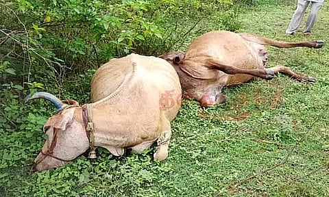 வாலாஜாபாத் அருகே மின்சாரம் தாக்கி 4 மாடுகள் சாவு