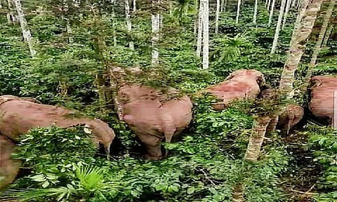 மூடிகெரேயில் காட்டுயானைகளை வனப்பகுதிக்குள் விரட்ட கிராமமக்கள் கோரிக்கை