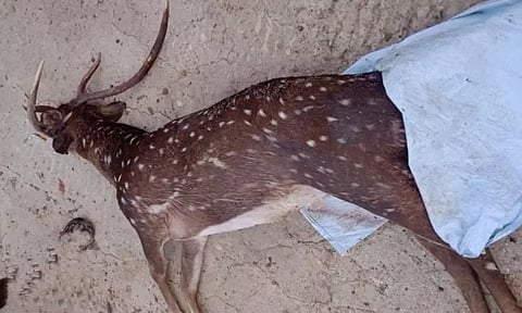 இறந்து கிடந்த புள்ளிமான்