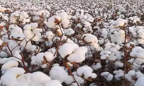 சத்தியமங்கலம் கூட்டுறவு சங்கத்தில் ரூ.14 லட்சத்துக்கு பருத்தி ஏலம்