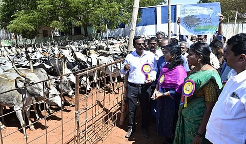 சின்னமனூர் அருகேமலைமாடுகள் கண்காட்சி