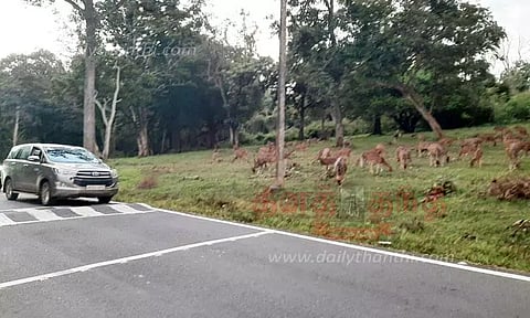 வனவிலங்குகளுக்கு இடையூறு செய்யும் சுற்றுலா பயணிகள்