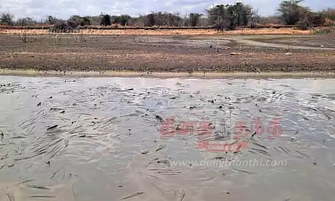 கண்மாயில் தண்ணீர் வறண்டு வருவதால் குவியல், குவியலாக செத்து மிதக்கும் மீன்கள்