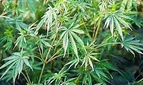 விவசாய நிலத்தில் வளர்க்கப்பட்ட ரூ.2.23 கோடி கஞ்சா செடிகள் பறிமுதல்