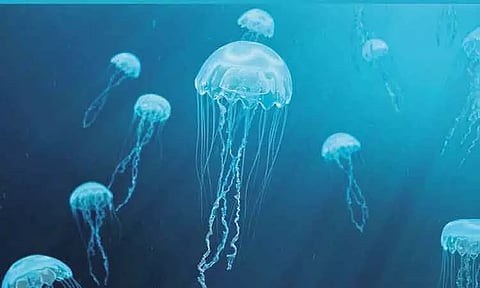 விசித்திர மீன்