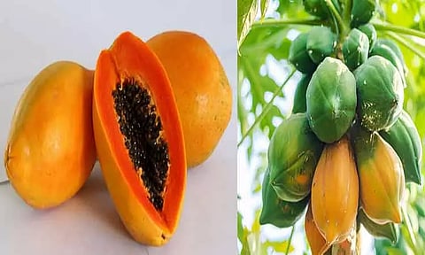 உடல் எடையை குறைக்கும் 'பப்பாளி'!