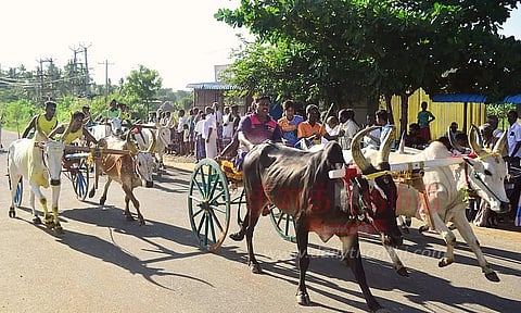 சீறிப்பாய்ந்த மாட்டு வண்டிகள்