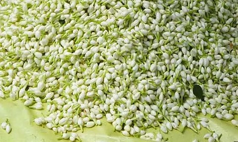 சத்தியமங்கலம் மார்க்கெட்டில் மல்லிகைப்பூ கிலோ ரூ.790-க்கு ஏலம்