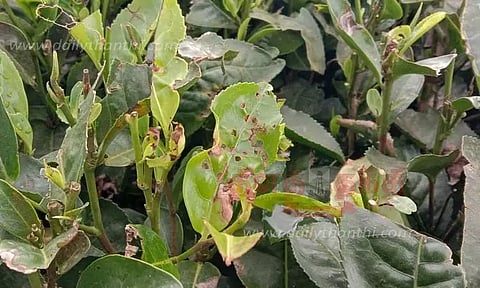 தேயிலை செடிகளில் கொசு தாக்குதல்