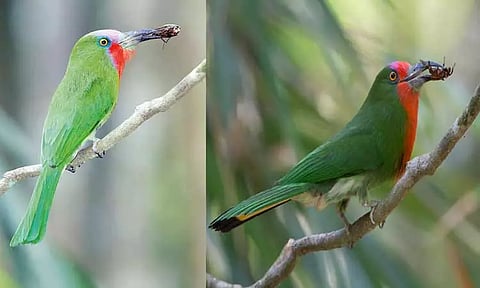 தேனீயை உண்ணும் சிவப்பு தாடி பறவை