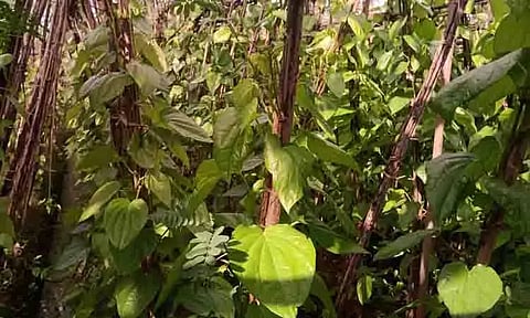 நொய்யல் பகுதியில் வெற்றிலை தேக்கம்