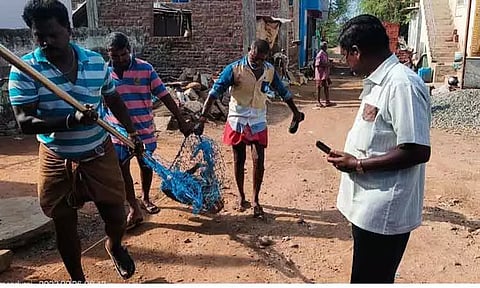 8 ஆயிரம் தெருநாய்களுக்குவெறிநோய் தடுப்பூசி