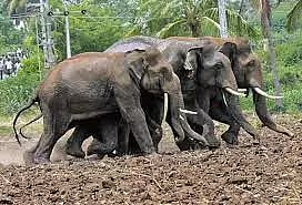 மேகமலை காப்பகத்தில் 150 யானைகள்