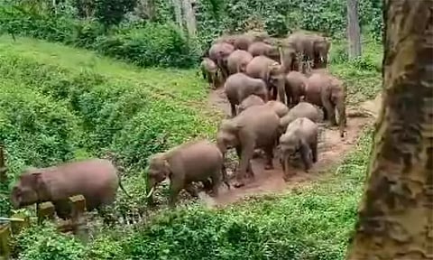 விராஜ்பேட்டை அருகே காபி தோட்டத்திற்குள் புகுந்து 27 காட்டுயானைகள் அட்டகாசம்