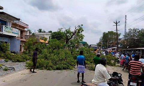 பழமை வாய்ந்த மரங்கள் அகற்றம்