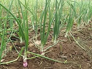 சின்ன வெங்காய பயிருக்கு விவசாயிகள் காப்பீடு செய்யலாம்