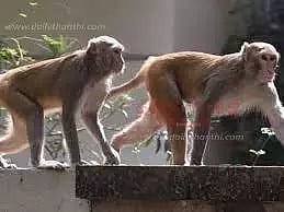 பள்ளியில் குரங்கு நுழைந்ததால் அலறி ஓடிய மாணவி காயம்