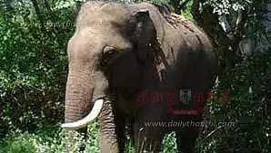 குடியாத்தம் அருகே ஒற்றை யானை அட்டகாசத்தால் பொதுமக்கள் அச்சம்