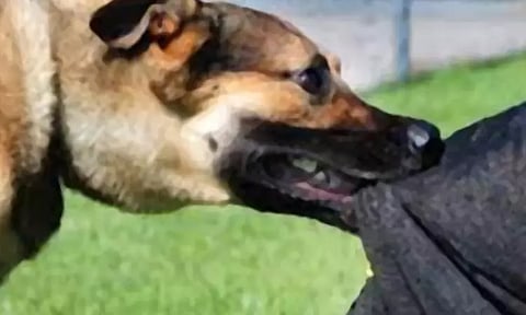 போலீஸ் கமிஷனர் அலுவலகத்தில் பெண் போலீசை, கடித்து குதறிய வெறி நாய்கள் - மாநகராட்சி ஊழியர்களிடம் பிடிபடாமல் தப்பி ஓட்டம்