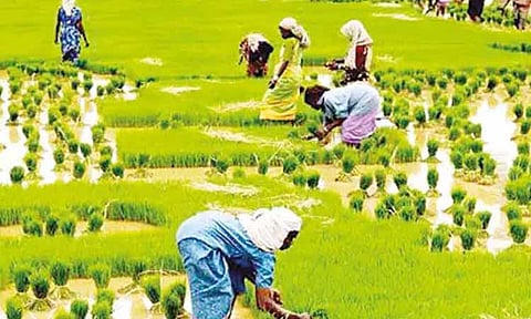 நாடுகளுக்குள் வேளாண் பொருள் உற்பத்தியில் ஏற்படும் வேறுபாடுகள்