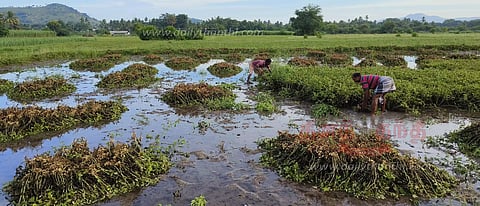 வேர்க்கடலை பயிர்கள் நீரில் மூழ்கியதால்விவசாயிகள் கவலை