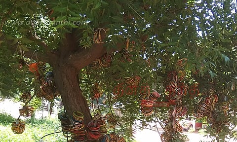 கர்ப்பிணிகள் வழிபடும் வேப்ப மரம்