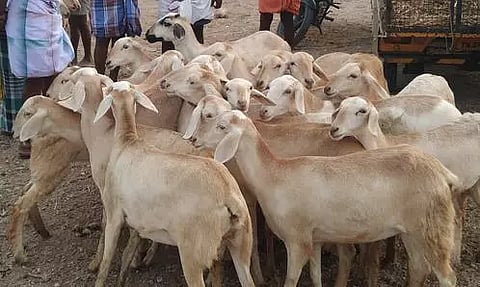 10 கிலோ ஆடு ரூ.6 ஆயிரத்துக்கு விற்பனை