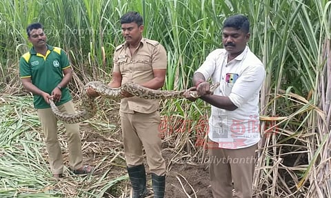 கரும்பு தோட்டத்தில் மலைப்பாம்பு பிடிபட்டது