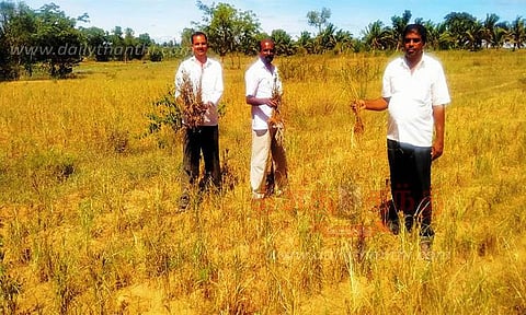 சாலிகிராமம் தாலுகாவில் கடும் வறட்சி: தண்ணீர் இன்றி கருகும் நெற்பயிர்கள்