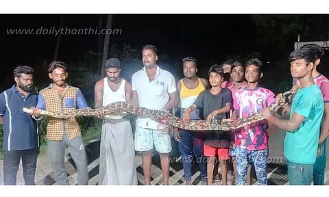 கோவில் வளாகத்தில் 15 அடிநீள மலைப்பாம்பு பிடிபட்டது