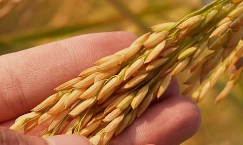 நெல் ரகங்களின் விதைகள் மானிய விலையில் வினியோகம்