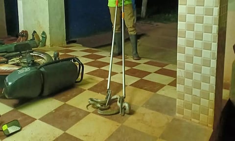 மொபட்டில் புகுந்த விஷப்பாம்பு